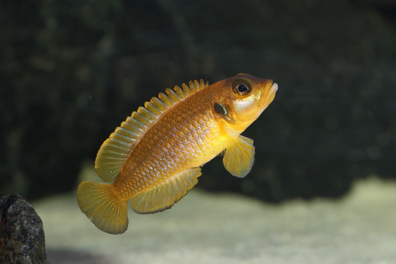 Lamprologus ocellatus (Gold)